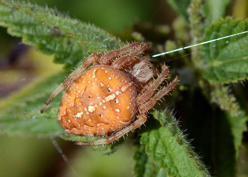 Araneus diadematus